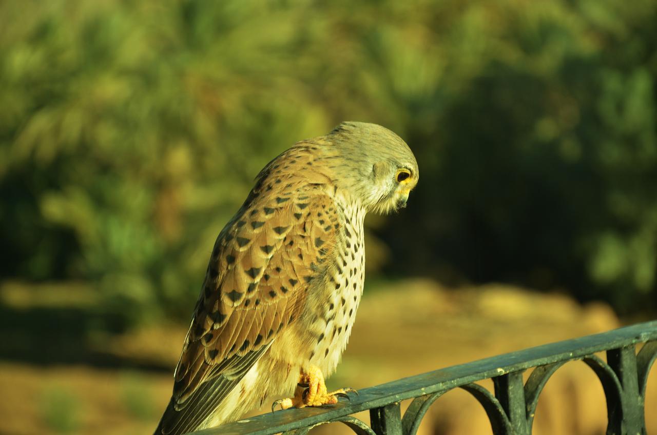 Riad Chay & Boutique Tajda Екстер'єр фото